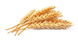 Wheat_grains_2.jpg
